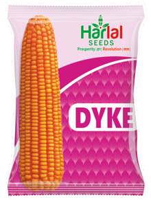 maize