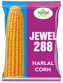 maize