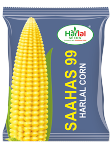 maize