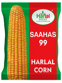 maize
