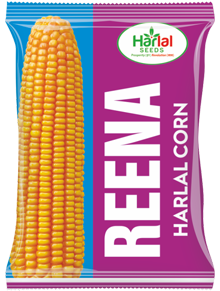 maize