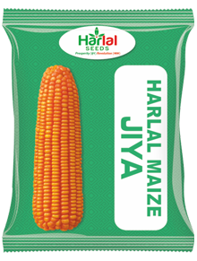 maize