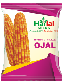 maize