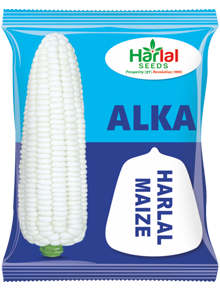 maize