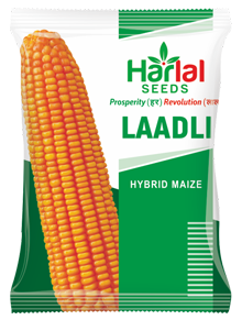 maize