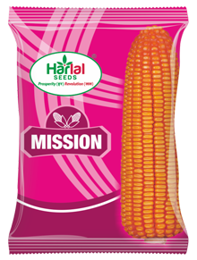 maize