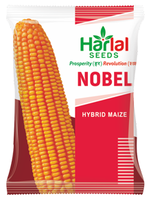 maize