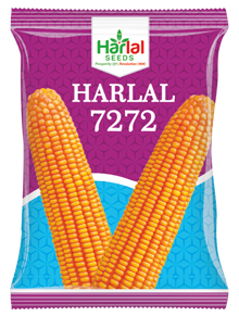 maize