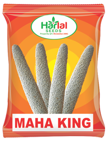 maize