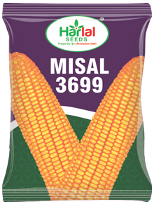 maize