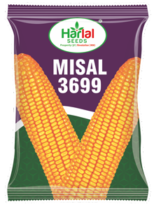 maize